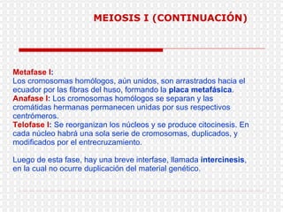 Metafase I :  Los cromosomas homólogos, aún unidos, son arrastrados hacia el ecuador por las fibras del huso, formando la  placa metafásica . Anafase I :  Los cromosomas   homólogos se separan y las cromátidas hermanas permanecen unidas por sus respectivos centrómeros.  Telofase I :  Se reorganizan los núcleos y se produce citocinesis. En cada núcleo habrá una sola serie de cromosomas, duplicados, y modificados por el entrecruzamiento.  Luego de esta fase, hay una breve interfase, llamada  intercinesis , en la cual no ocurre duplicación del material genético. MEIOSIS I (CONTINUACIÓN) 