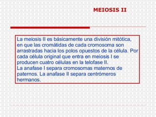 La meiosis II es básicamente una división mitótica, en que las cromátidas de cada cromosoma son arrastradas hacia los polos opuestos de la célula. Por cada célula original que entra en meiosis I se producen cuatro células en la telofase II. La anafase I separa cromosomas maternos de paternos. La anafase II separa centrómeros hermanos. MEIOSIS II 