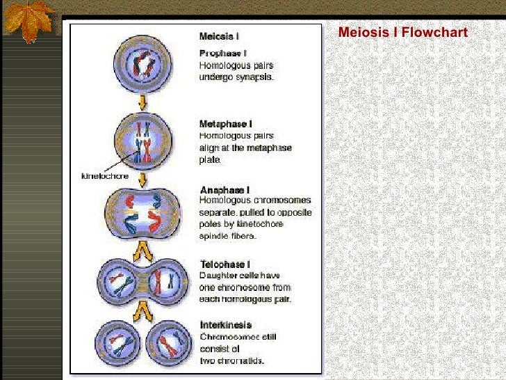 mitosis flowchart meiosis mitosis flowchart meiosis