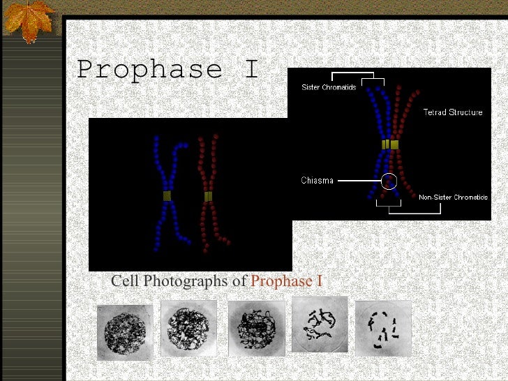 prophase diagnostics prophase diagnostics