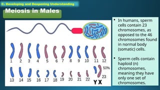 Meiosis and Meiosis : Gamete Formation.pptx