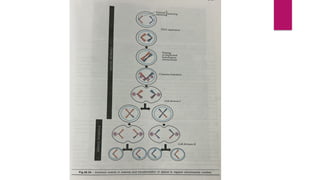 Comprehensive Overview of Meiosis and Its Regulation in Cell Division ...