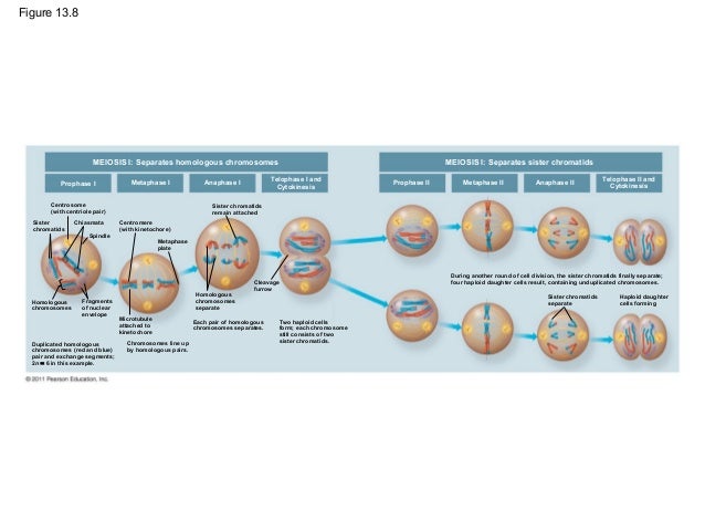 Meiosis and sexual life cycle animal cell diagram campbell 