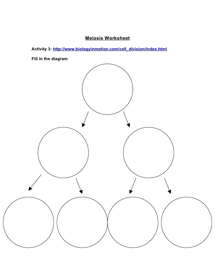 Printables Meiosis Worksheet meiosis diagram worksheet davezan printables safarmediapps worksheets printables