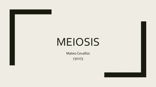 MEIOSIS
Mateo Cevallos
730273
 