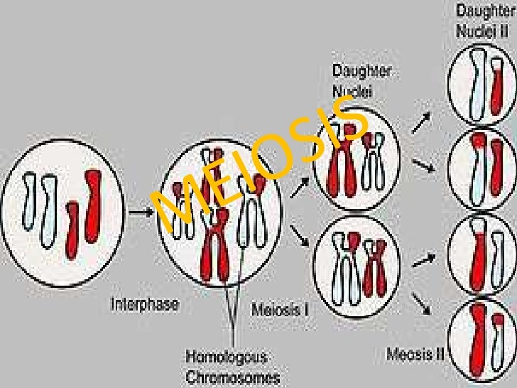Meiosis biologia