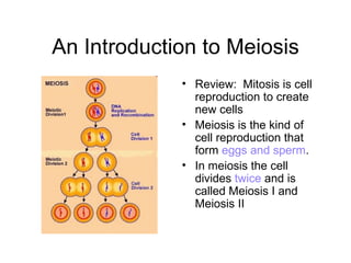 An Introduction to Meiosis ,[object Object],[object Object],[object Object]