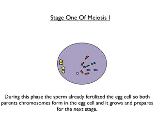 Stage One Of Meiosis I




 During this phase the sperm already fertilized the egg cell so both
parents chromosomes form in the egg cell and it grows and prepares
                         for the next stage.
 