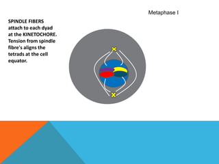 Metaphase ISPINDLE FIBERS attach to each dyad at the KINETOCHORE. Tension from spindle fibre's aligns the tetrads at the cell equator.