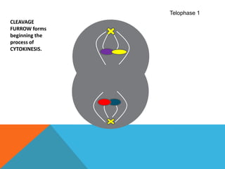 Telophase 1CLEAVAGE FURROW forms beginning the process of CYTOKINESIS. 