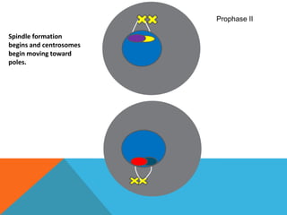 Prophase IISpindle formation begins and centrosomes begin moving toward poles.