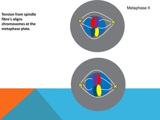 Metaphase IITension from spindle fibre's aligns chromosomes at the metaphase plate.