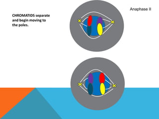Anaphase IICHROMATIDS separate and begin moving to the poles.