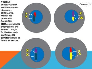NUCLEAR ENVELOPES form and chromosomes disperse as CHROMATIN. Meiosis has produced 4 DAUGHTER CELLS, each with 1N chromosomes and 1N DNA. Later, in fertilization, male and female 1N gametes will fuse to form a 2N ZYGOTE. Gamete(1n)