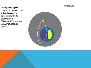 Prophase IDyad pairs align to create "TETRADS", non-sister chromatids connect and trade sections at a "CHIASMA", a process called "CROSSING OVER".