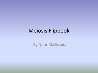 Meiosis Flipbook By Noor Malikzada 