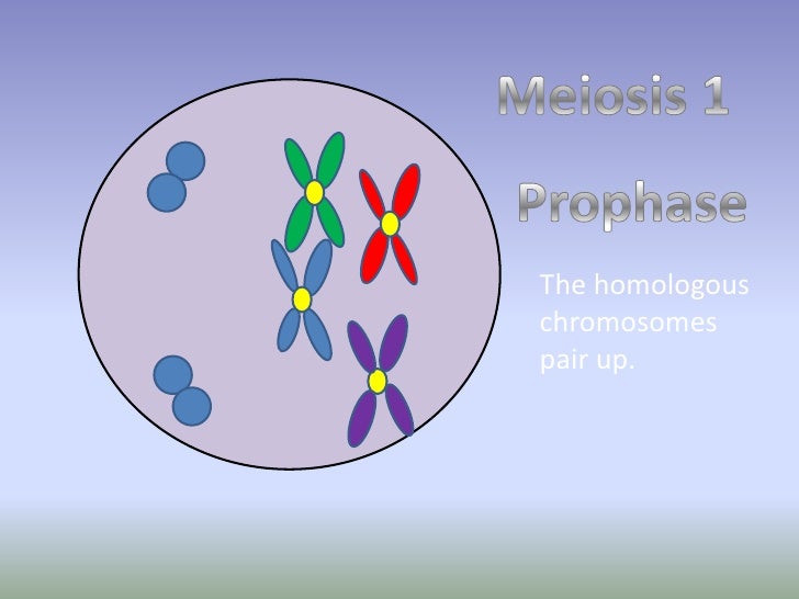mitosis flip book mieosis flip book mitosis flip book mieosis flip book