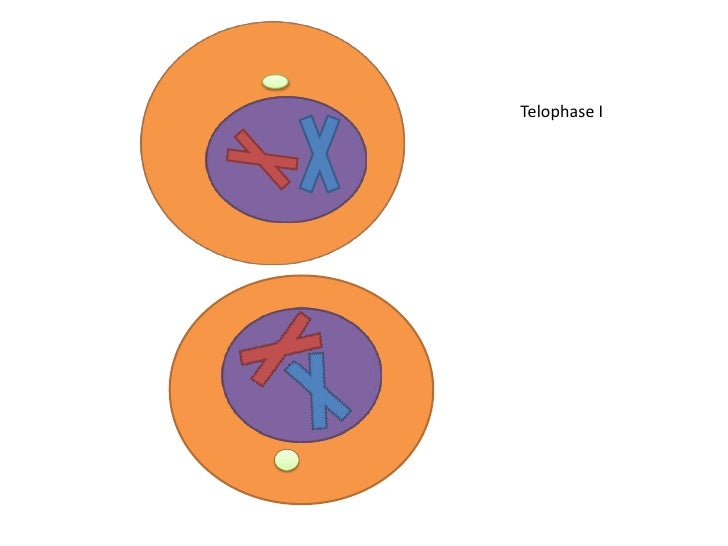 meiosis flip book template