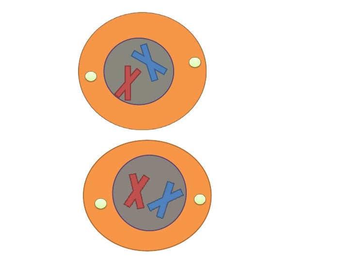 meiosis flip book pdf answers meiosis flip book pdf answers