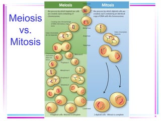 Meiosis
vs.
Mitosis

 