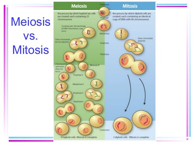 essay on meiosis and mitosis Many students struggle with knowing the difference between meiosis and mitosis meiosis vs mitosis: what’s the difference a common essay in biology is. essay on meiosis and mitosis Many students struggle with knowing the difference between meiosis and mitosis meiosis vs mitosis: what’s the difference a common essay in biology is.