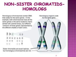 Meiosis gamete production with turning point | PPT
