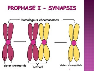Meiosis gamete production with turning point | PPT