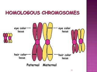 Meiosis gamete production with turning point | PPT