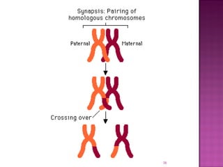 Meiosis gamete production with turning point | PPT