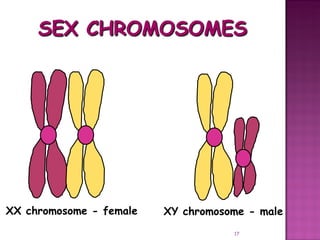 Meiosis gamete production with turning point | PPT