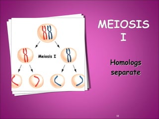 Meiosis gamete production with turning point | PPT