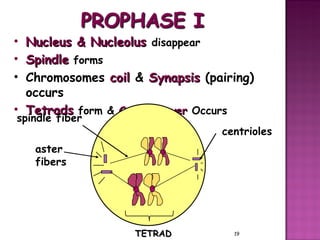 Meiosis gamete production with turning point | PPT