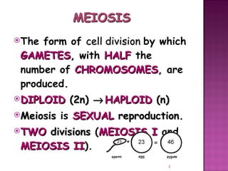 Meiosis gamete production with turning point | PPT