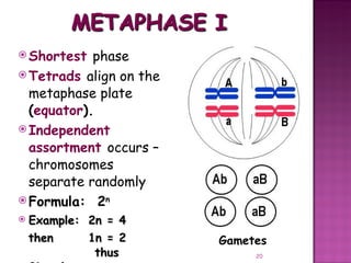 Meiosis gamete production with turning point | PPT