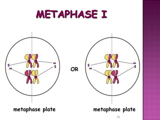 Meiosis gamete production with turning point | PPT