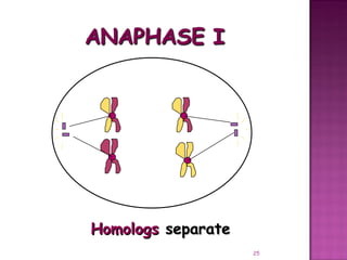 Meiosis gamete production with turning point | PPT