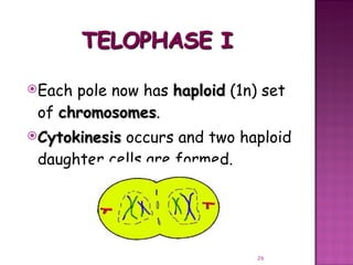 Meiosis gamete production with turning point | PPT