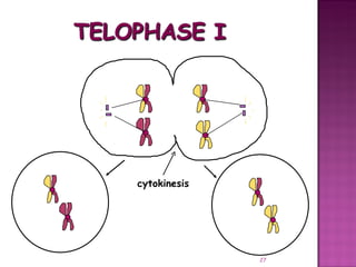 Meiosis gamete production with turning point | PPT