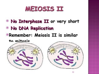 Meiosis gamete production with turning point | PPT