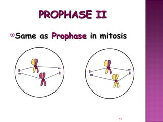 Meiosis gamete production with turning point | PPT