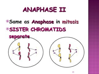 Meiosis gamete production with turning point | PPT