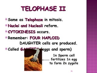 Meiosis gamete production with turning point | PPT