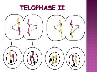 Meiosis gamete production with turning point | PPT