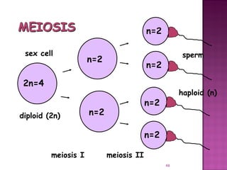 Meiosis gamete production with turning point | PPT
