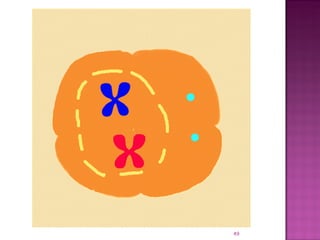 Meiosis gamete production with turning point | PPT