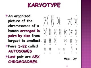 Meiosis gamete production with turning point | PPT