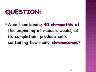 Meiosis gamete production with turning point | PPT
