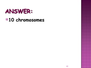 Meiosis gamete production with turning point | PPT