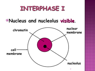Meiosis gamete production with turning point | PPT