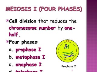 Meiosis gamete production with turning point | PPT